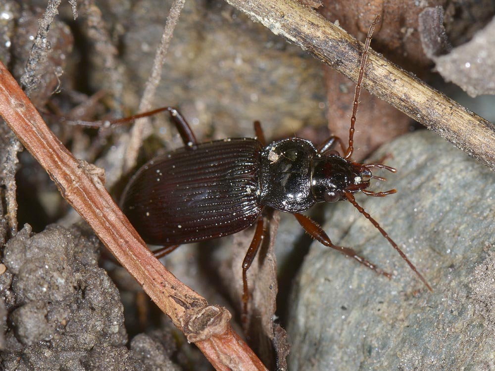 Due Nebria brevicollis